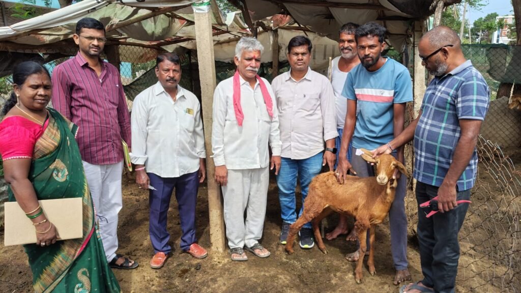 గొర్రెలు, మేకలకు పీపీఆర్ టీకాలు